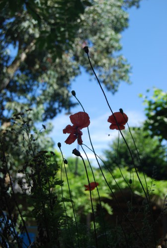 Wild Poppies - photo by Liz Mathews